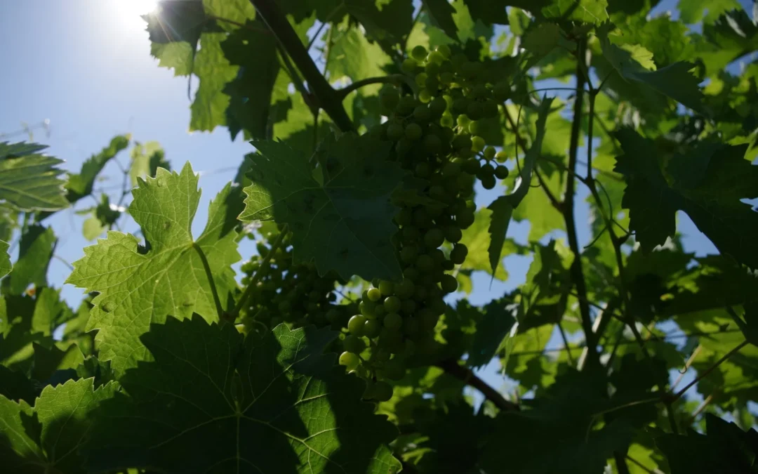 Réchauffement climatique en Charente