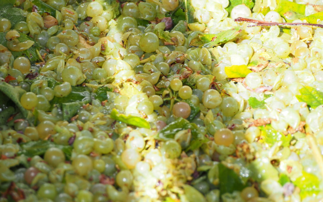 Un cépage c&rsquo;est quoi ? Nos cépages blancs