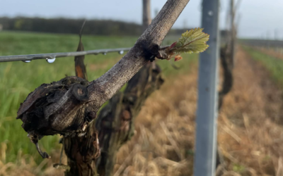 Quand la vigne pousse-t-elle ? Les secrets du débourrement
