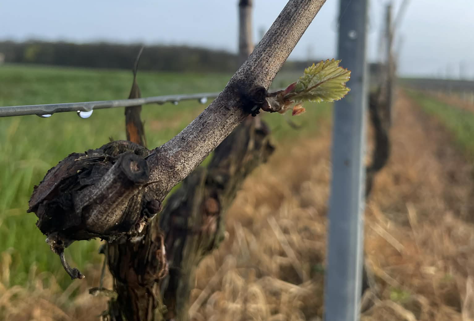 debourrement vigne 1 de vitis