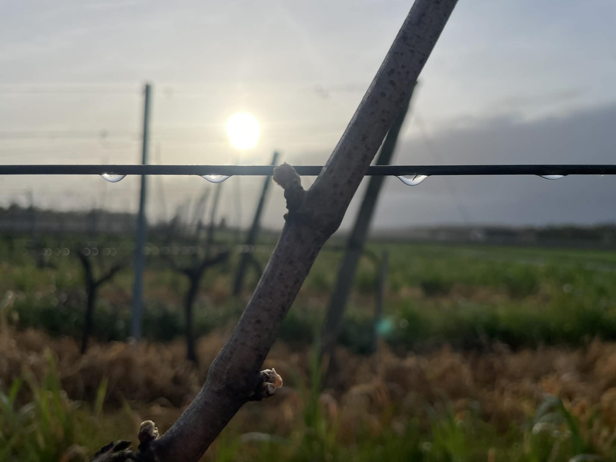 debourrement vigne 2 de vitis