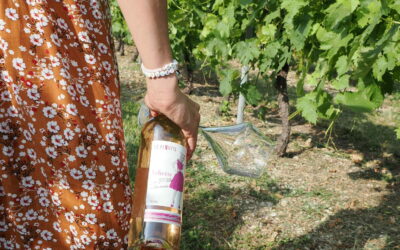 Quel rosé choisir pour l’été ? Nos idées pour des moments conviviaux au cœur des vignes