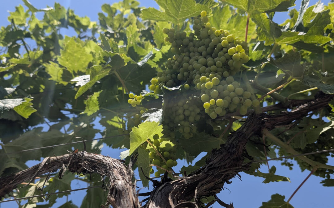 Le cycle de la vigne : comprendre les grandes étapes de la vigne de l’hiver aux vendanges