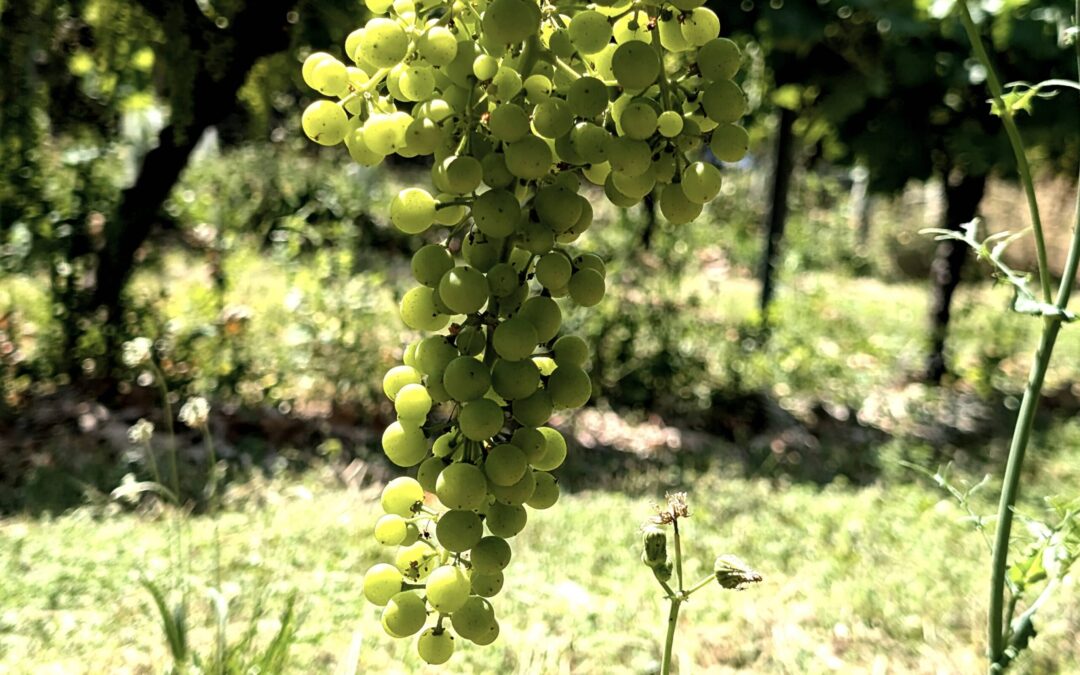 La fermeture de la grappe : comprendre cette étape clé du développement de la vigne