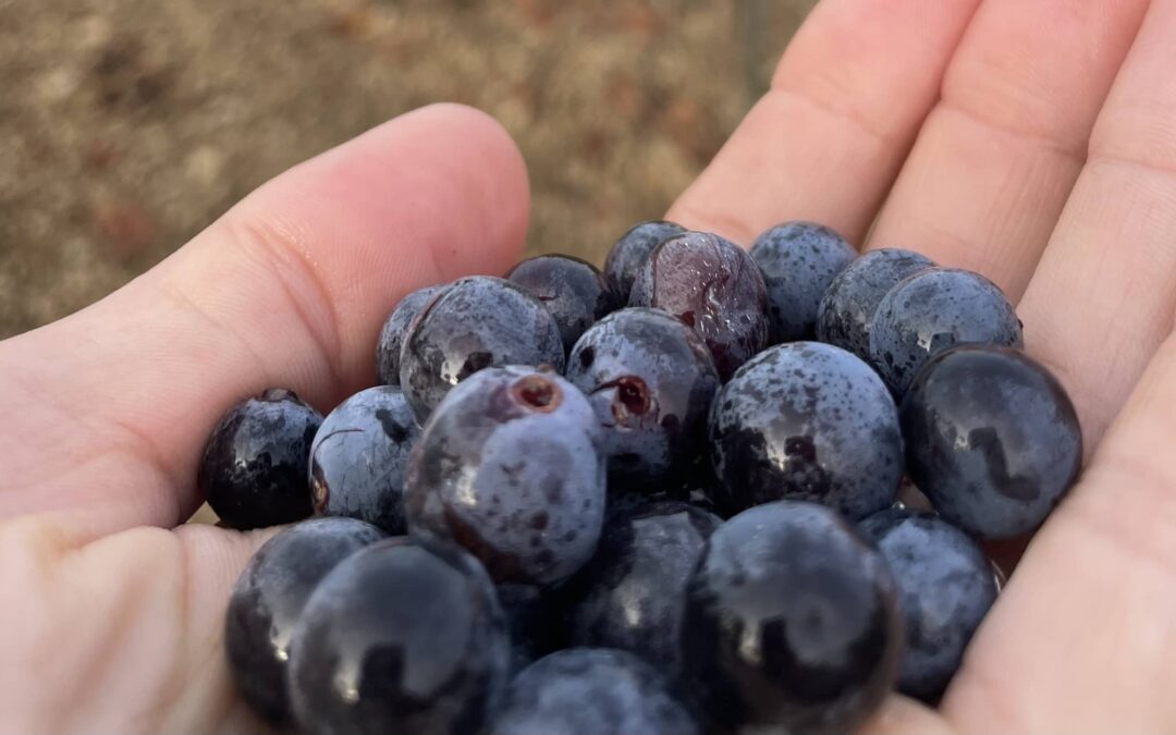 La véraison : pourquoi les raisins changent-ils de couleur ?