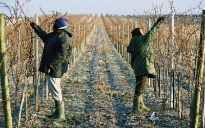 Pourquoi taille-t-on la vigne ? Comprendre la taille de la vigne
