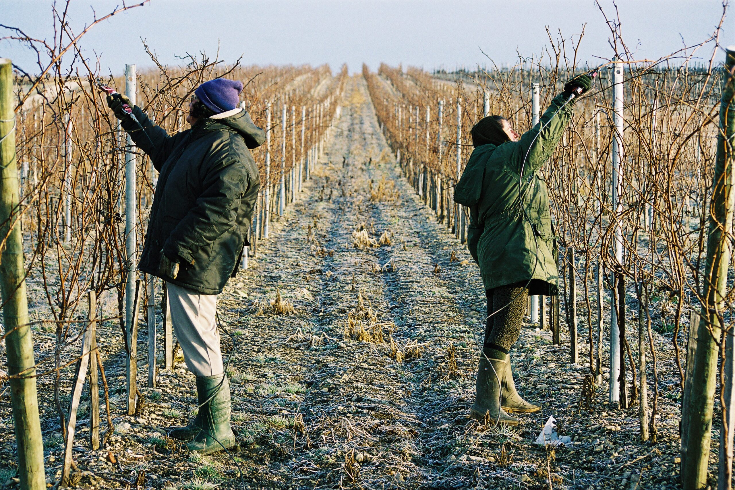 Taille_vigne_de_vitis Taille_vigne_de_vitis