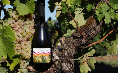 Qu’est-ce qu’un Blanc de Blancs ? Découvrez notre Crépuscule 100% Colombard